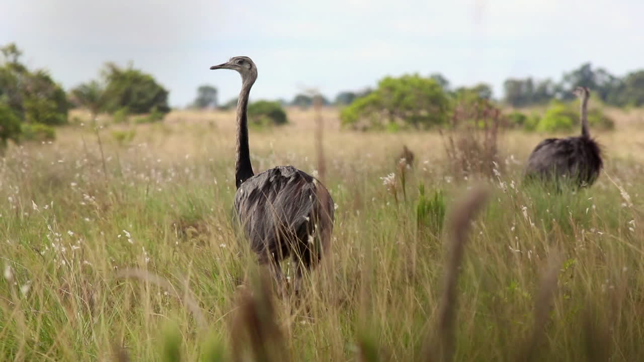 el pájaro rhea en la sabana tropical caminando por la hierba alta el gran bosque tropical gris exótico