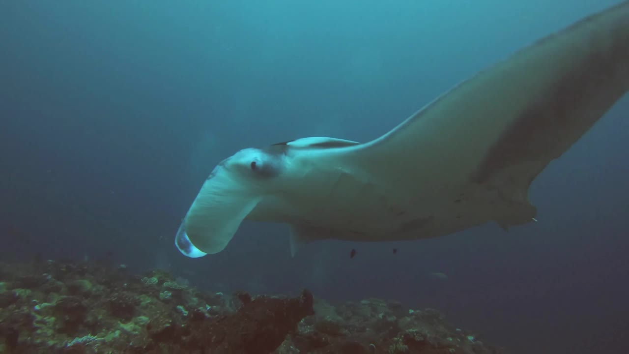 A lonely black manta ray floats in the distanse