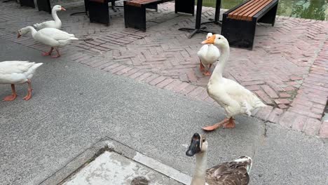 White-swans-loitering-in-ofc-area-canteen-in-Kolkata,-India