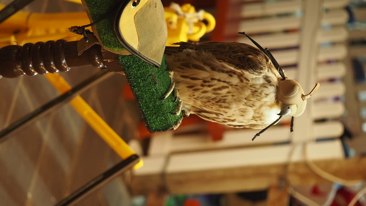 A hooded falcon perched on a falconry stand