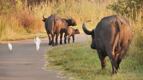 Neugeborenes-Büffelkalb,-Das-Um-Seine-Mutter-Herum-Verspielt-Ist