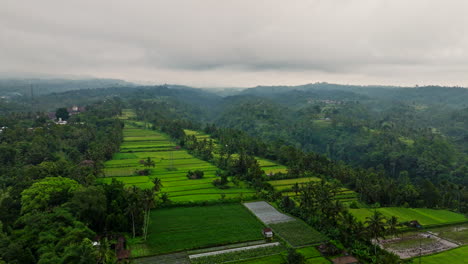 drone flying over rice fields surrounded by tropical jungle on cloudy day, indonesia