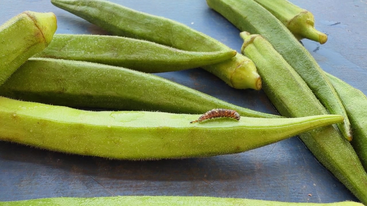 Close-up polong okra hijau segar dengan ulat penggerek pucuk dan buah okra Earias vittella merayap di permukaan, menyoroti hama pertanian yang menyerang tanaman sayuran dan hasil pertanian.