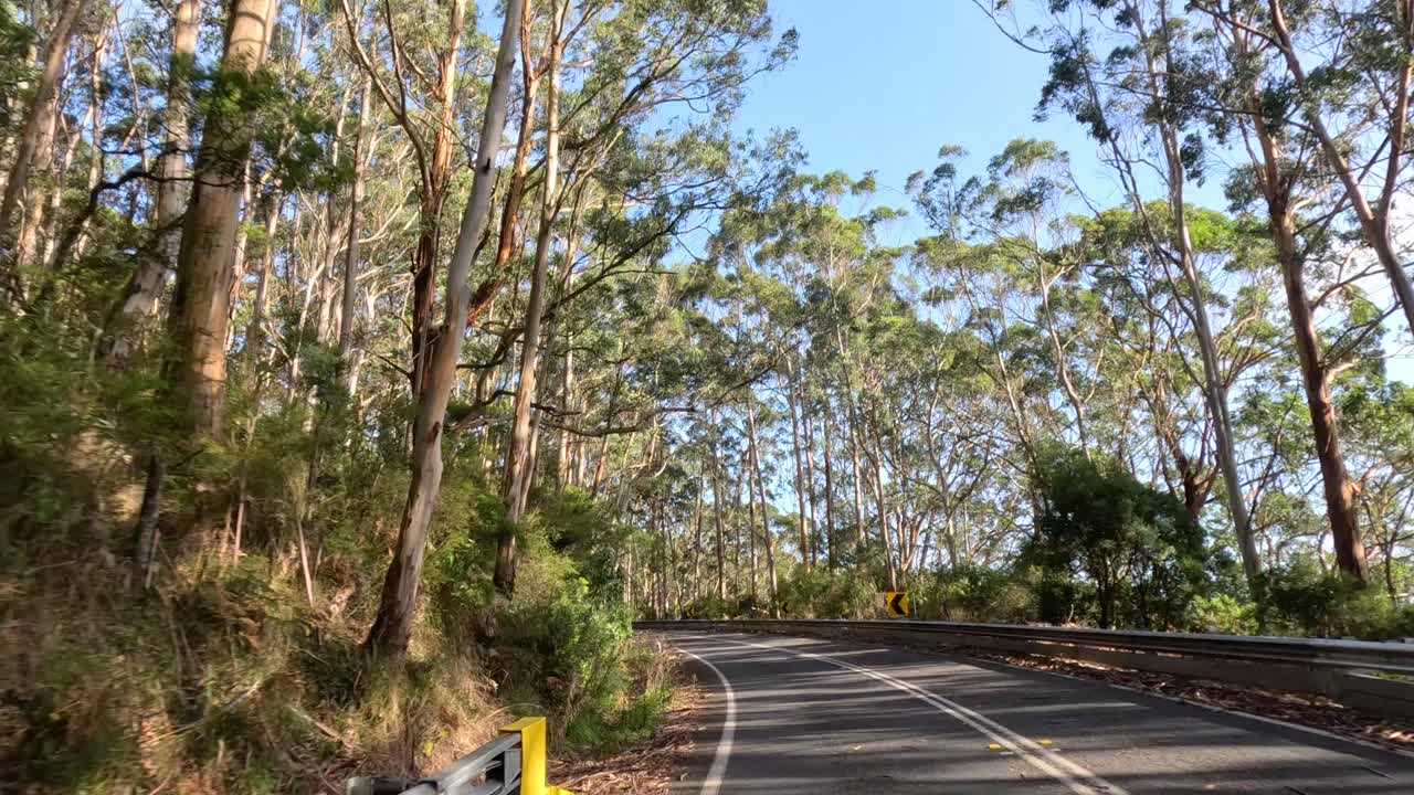 호주 빅토리아의 울창한 숲을 지나가는 차
