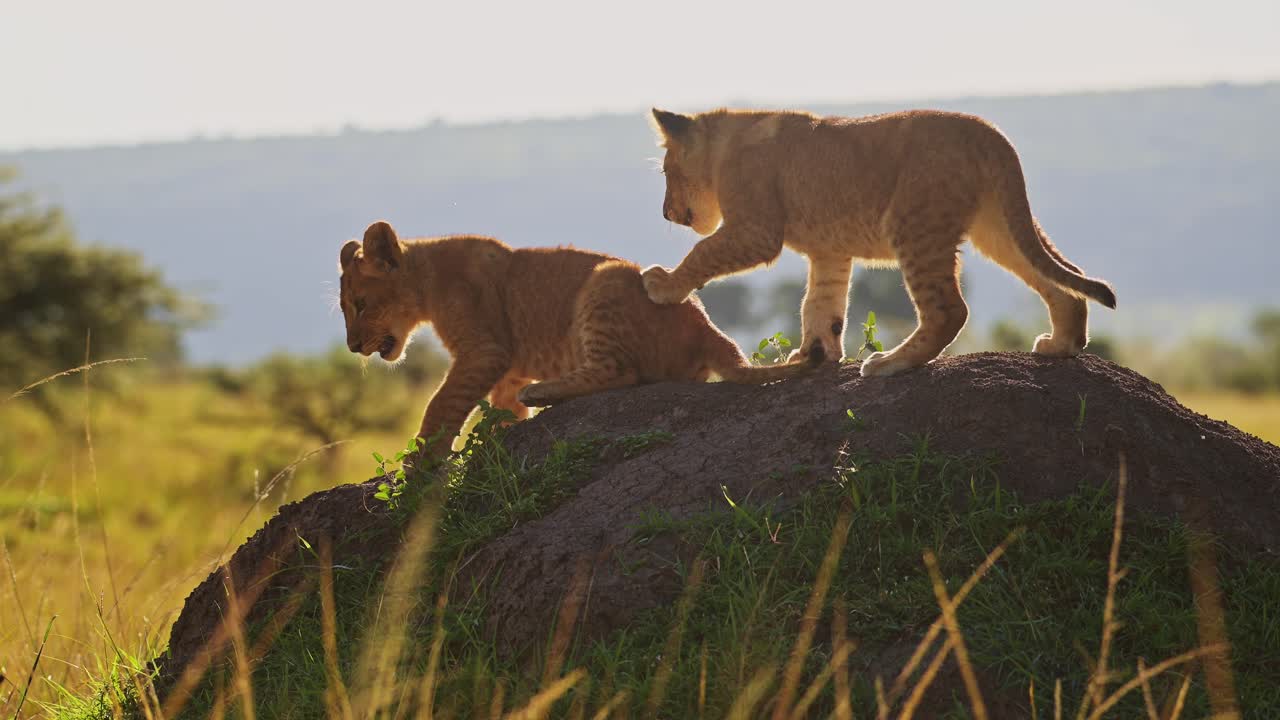 slow motion van schattige baby safari dieren, leeuwenkinderen spelen in masai mara, kenia, afrika, twee jonge grappige schattige speelse baby's in masai mara in kenia op afrikaanse wildlife safari