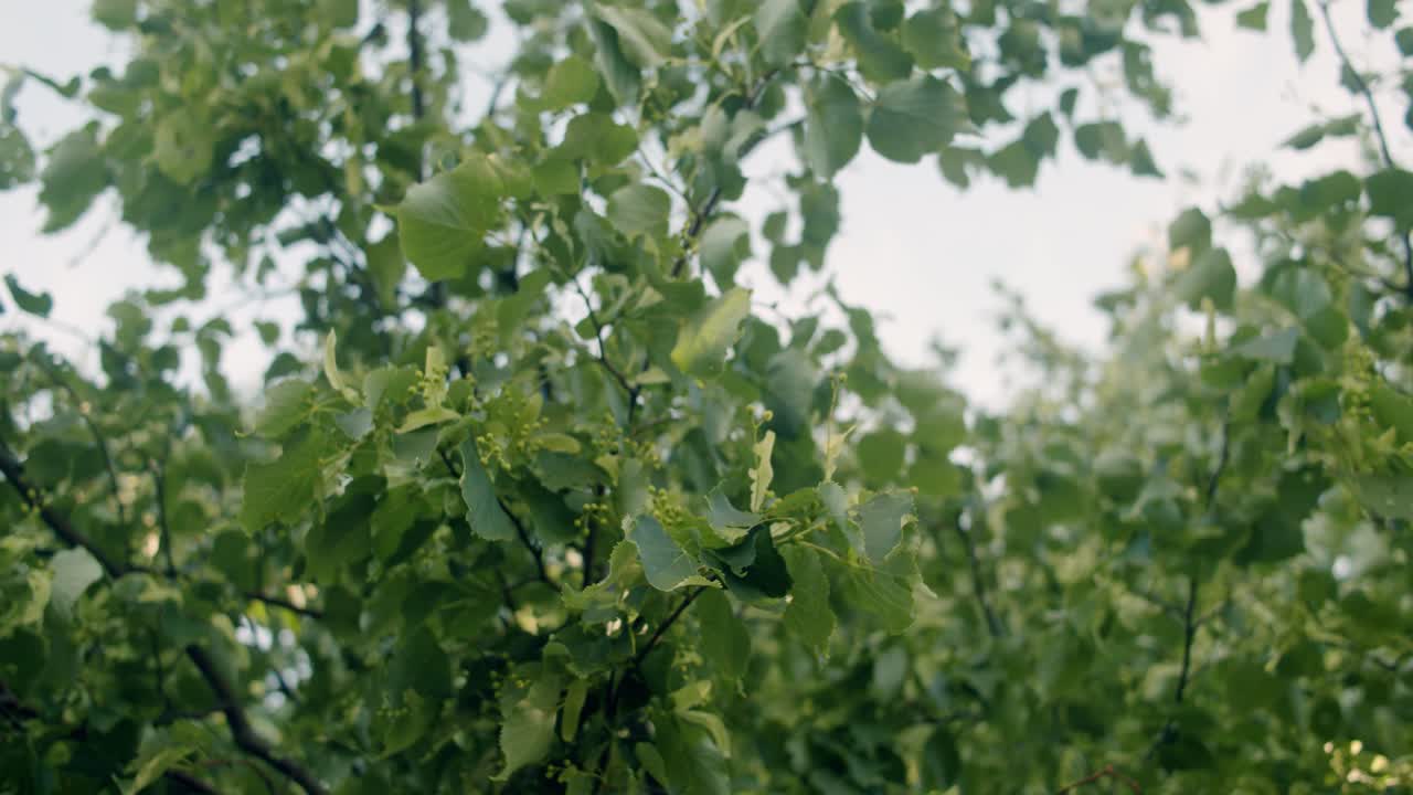 바람에 움직이는 녹색 잎의 클로즈업