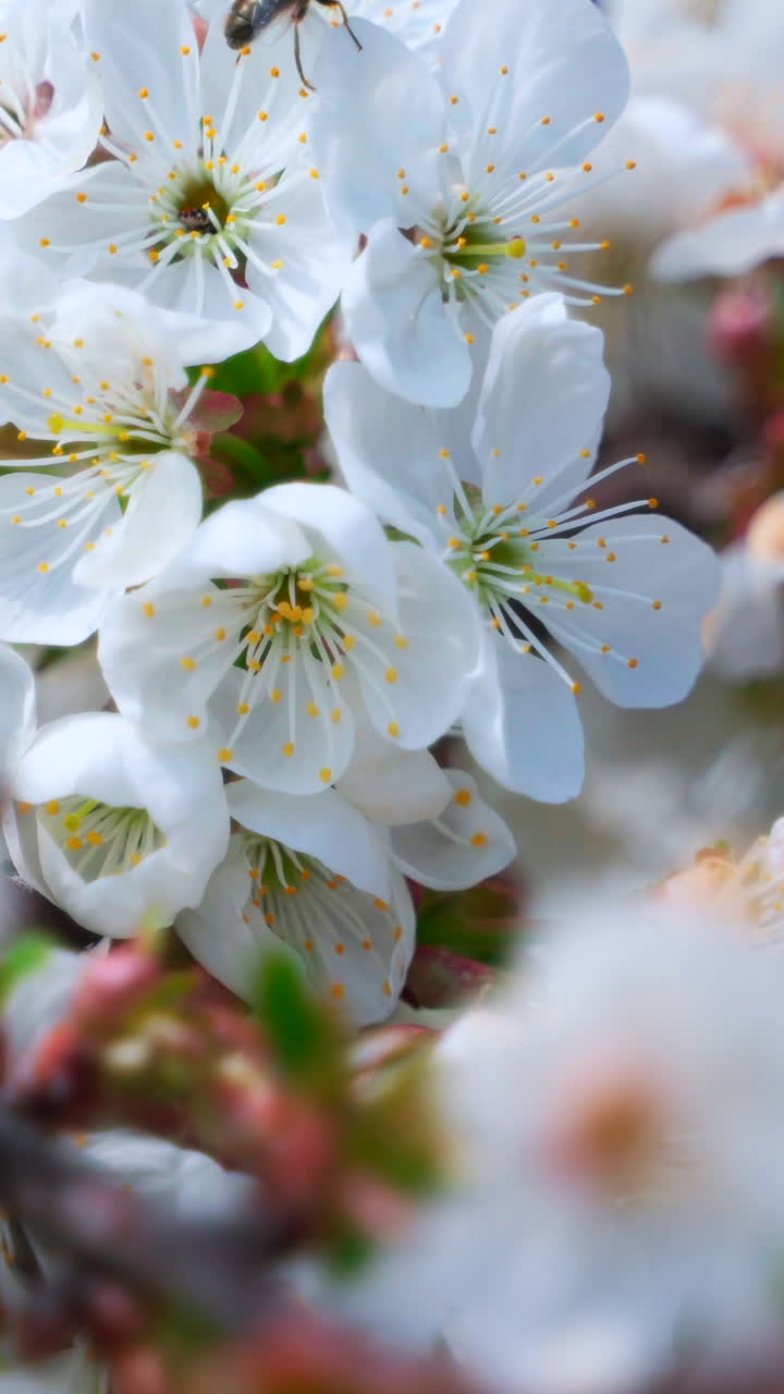 White cherry flowers with an insect in the wind. Spring flowering cherry. Vertical video