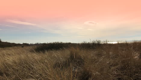 Wheat-field-under-a-pink-sky