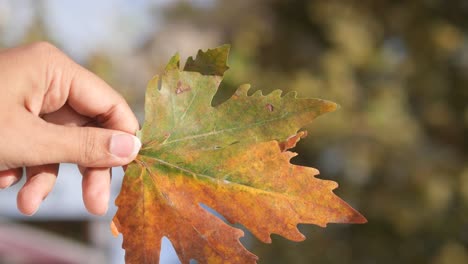 closeup of a maple leaf in autumn