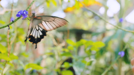 Girl,-butterfly-and-phone-for-nature-picture