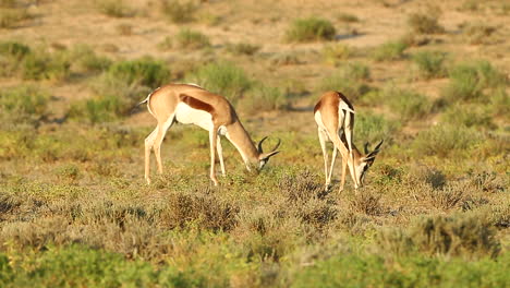 two springbok spar with each other in the greater kalahari