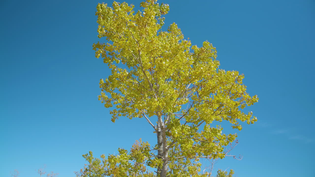 푸른 하늘을 배경으로 노란 잎이 바람에 날린다