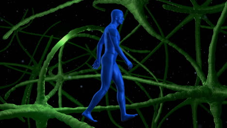 animación digital de un modelo del cuerpo humano que camina contra las señales que pasan a través de las neuronas