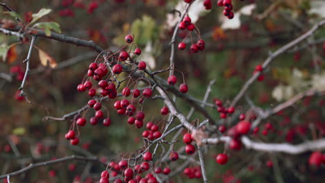 ripe hawthorn in the forest in autumn