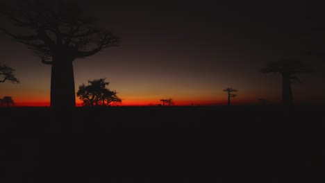 black silhouette of baobab trees in avenue of the baobabs in madagascar after sunset with orange sky