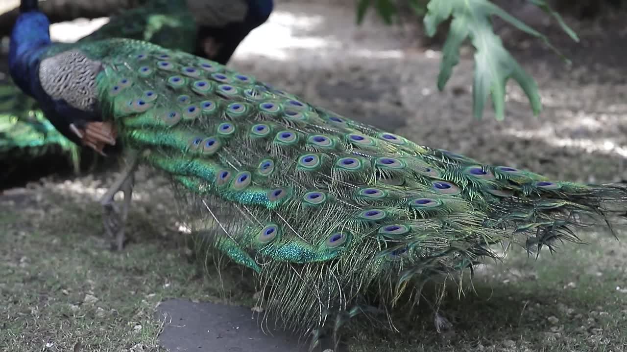 Pavão, ou pavão-indiano.