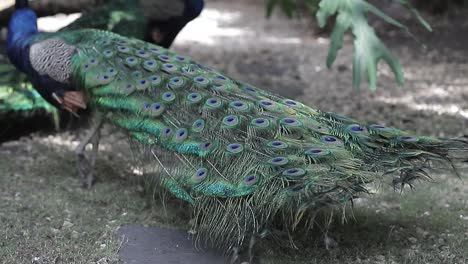 peacock, or indian peacock