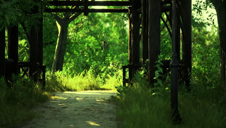 serene pathway through lush green forest with wooden structure