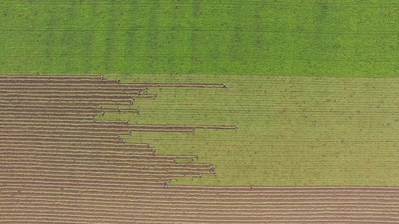 Aerial View of Tractors Plowing Agricultural Field