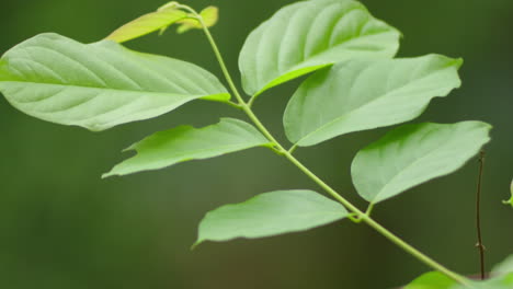 las hojas se balancean en la suave brisa de la primavera