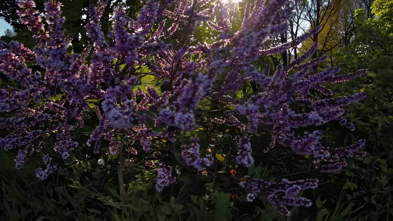 flores púrpuras a la luz del sol