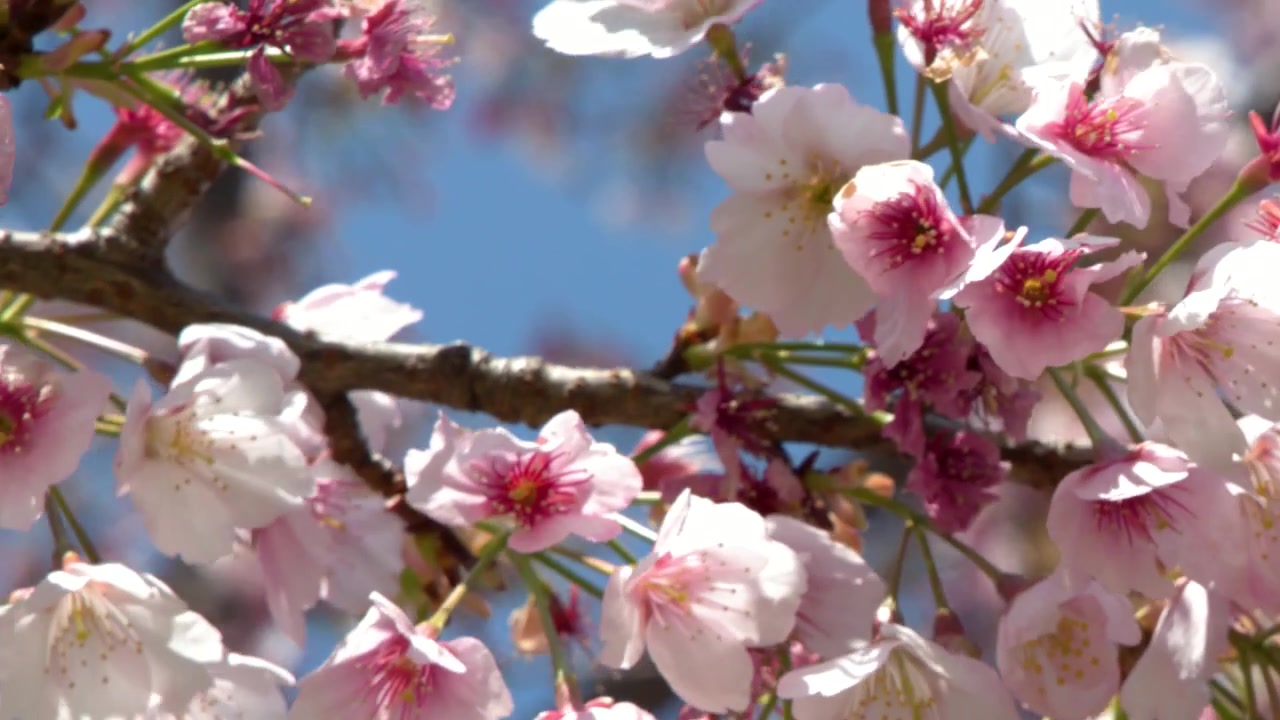 Primo piano di fiori di sakura rosa che ondeggiano dolcemente su un ramo d'albero contro il cielo blu