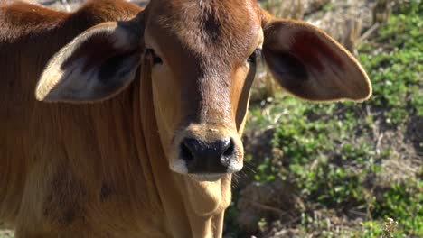 thailand slow motion cow