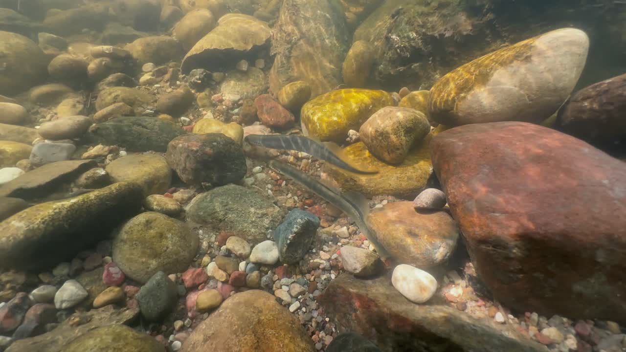 Brook lampreys (Lampetra planeri) moving small rocks in preparation for spawning. Estonia.