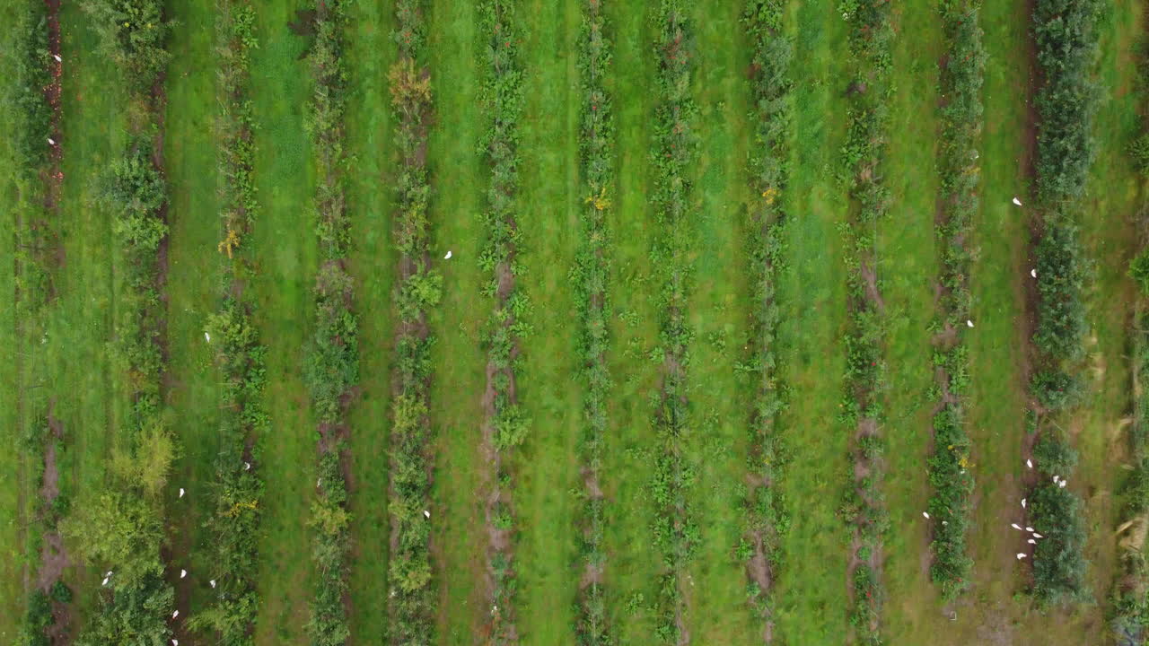 arial: campo de manzanas con gallinas camperas desde arriba