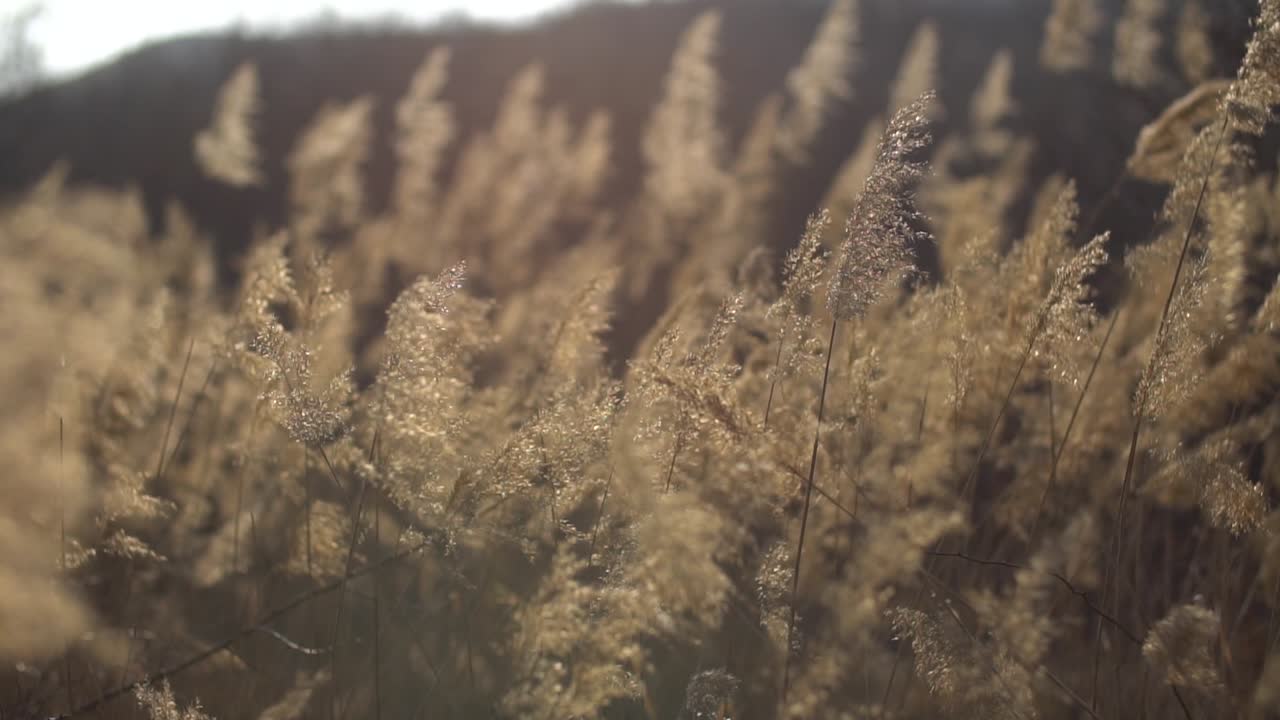 Dried grass in the wind on late winter at camp