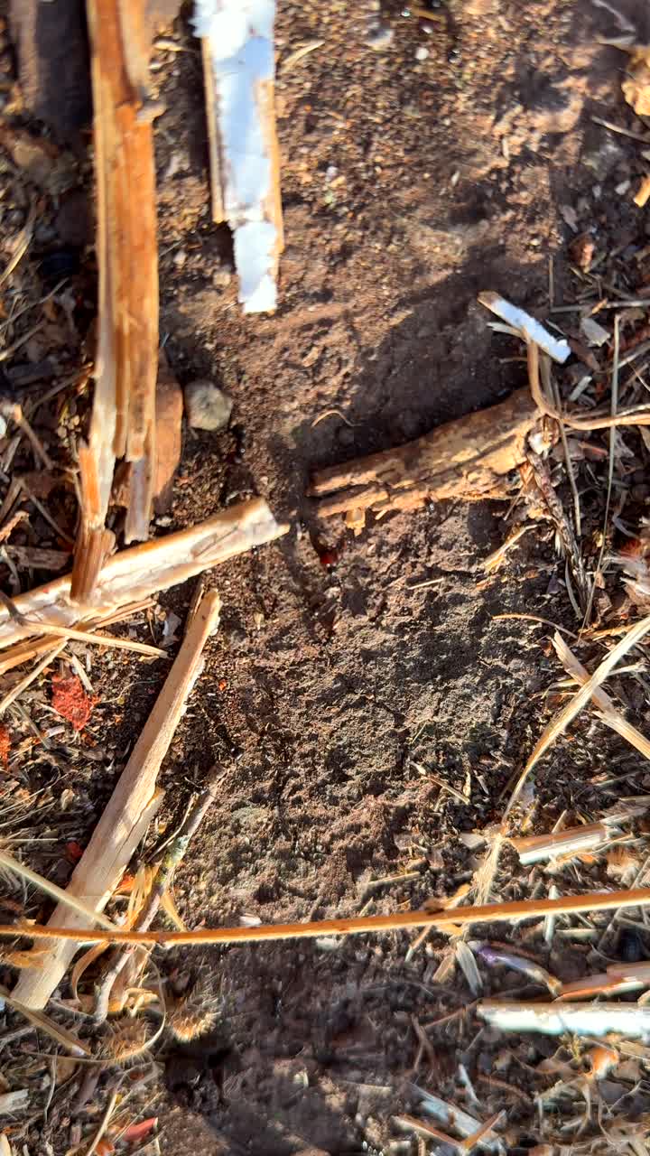 Close-up of Ground with Debris and Small Insect