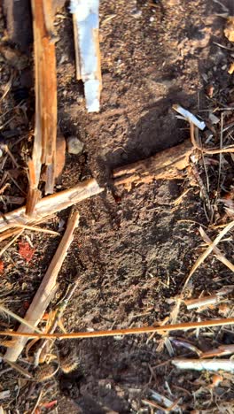 close-up of ground with debris and small insect