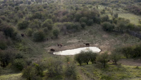 European-bison-herd-resting-at-a-watering-hole-in-a-steppe,-Czechia