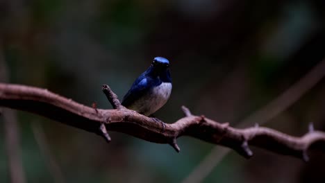 Visto-En-Lo-Profundo-De-La-Oscuridad-Del-Bosque-Encaramado-En-Una-Enredadera-Espinosa-Y-Luego-Vuela-Hacia-La-Derecha,-Papamoscas-Azul-De-Hainan-Cyornis-Hainanus,-Tailandia