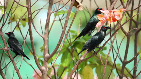 two adult asian glossy starlings perched on mussaenda queen sirikit bush twigs and jumping on branches foraging