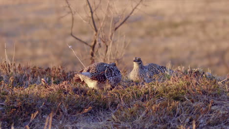 Two-Sharptail-Grouse-face-each-other-on-golden-hour-prairie-morning