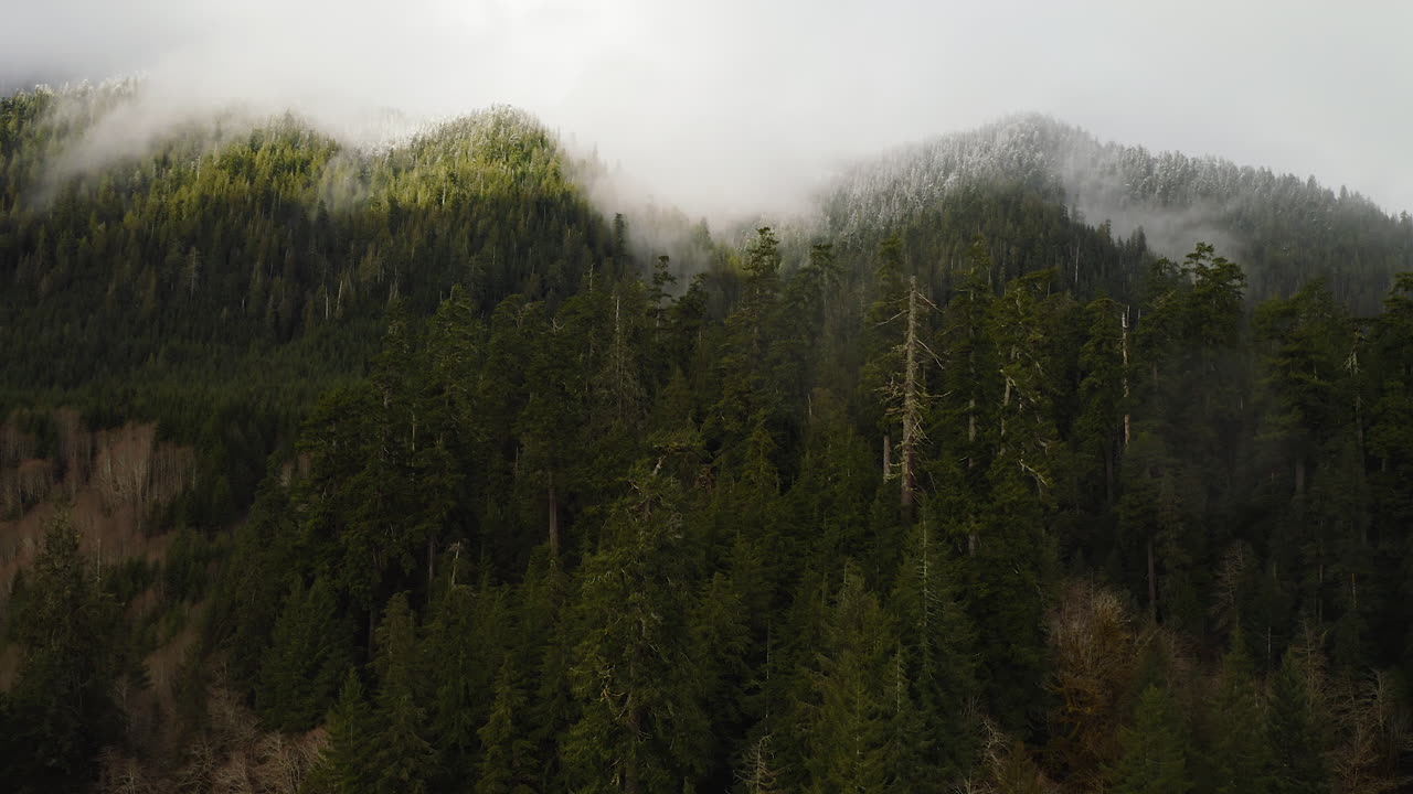 Veduta aerea di una foresta lussureggiante di pini con una cima innevata e nebbiosa sulla penisola olimpica, Washington, USA