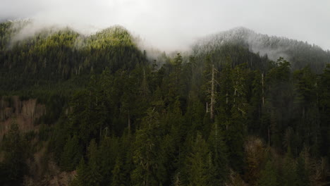 aerial view of verdant forest of pine trees with misty snowy summit on olympic peninsula, washington, usa