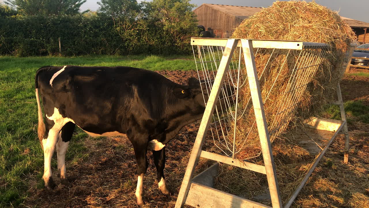 British Cow Eating Hay From a Bail