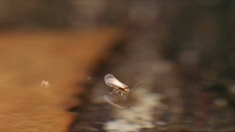 Barklouse-Insekt-Auf-Dem-Wasser