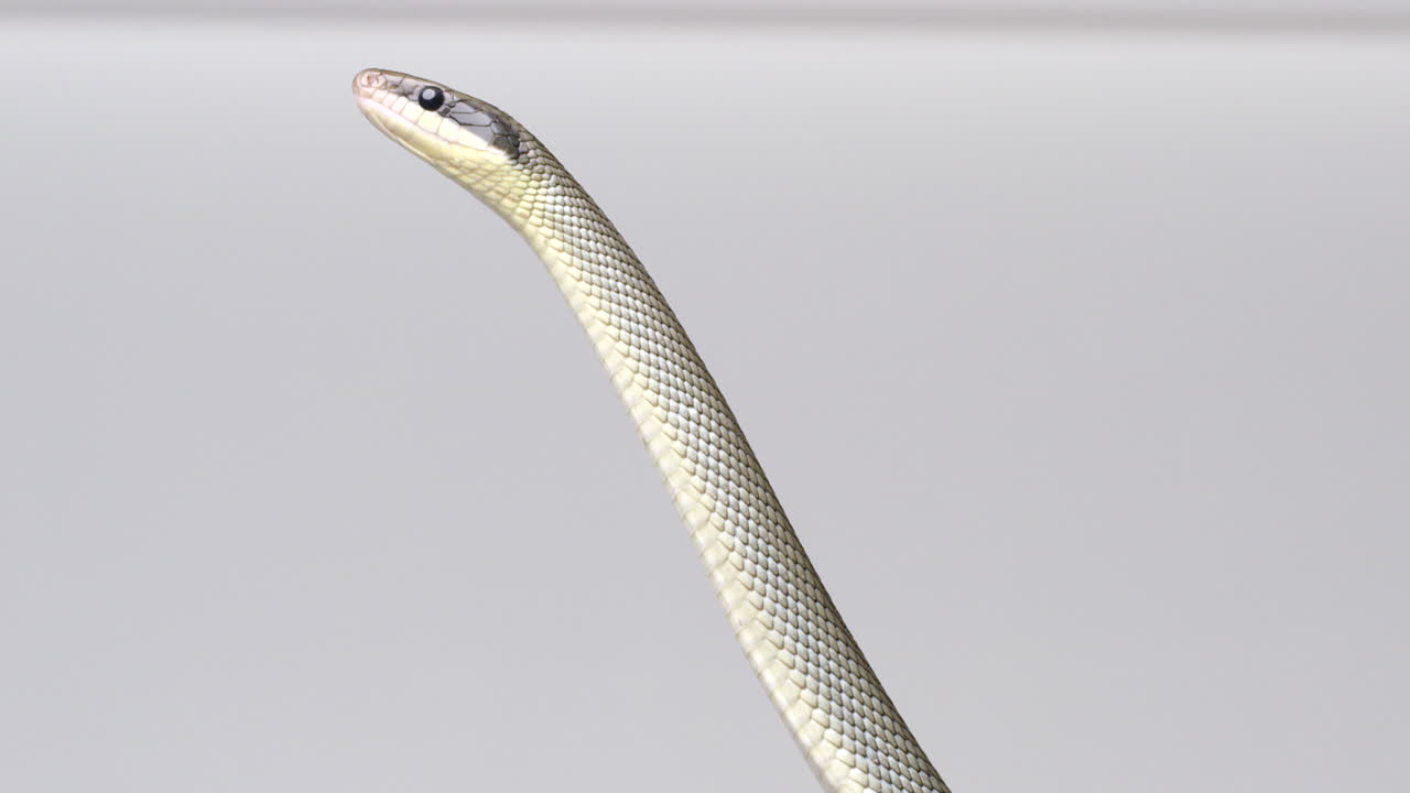 serpiente de belleza azul vietnamita - cabeza aislada contra un fondo blanco