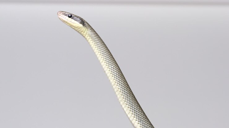 Vietnamese Blue Beauty Snake - head isolated against white background