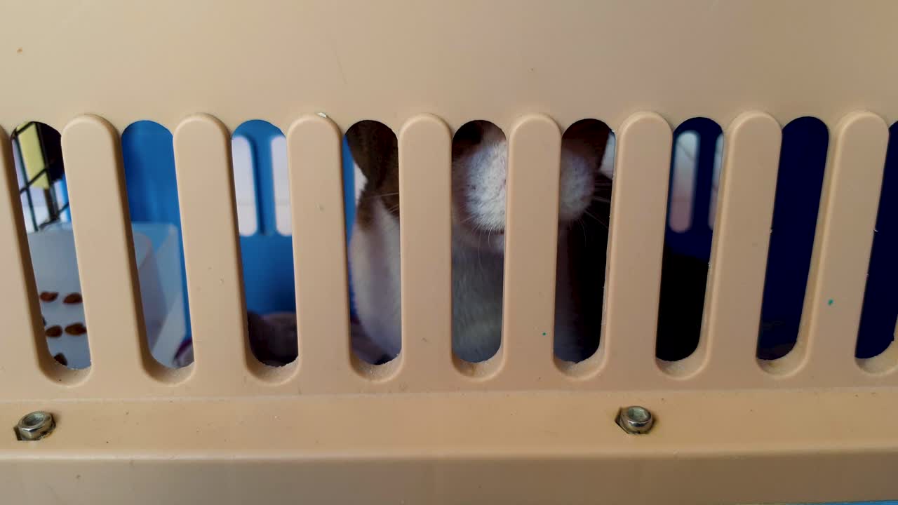 una vista de un gato a través de huecos de la caja de transporte de mascotas en los veterinarios para el chequeo de salud en preparación para volar y viajar en avión en el extranjero