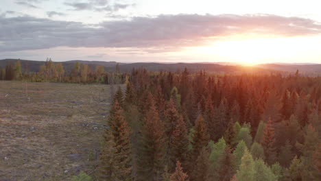 Transición-Del-Bosque-De-Pinos-A-La-Tierra-Deforestada