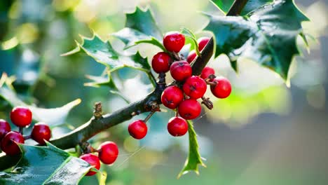 close-up video showcasing a marvelous holly bush, backlit by the morning sun, green leaves shining, and red christmas berries glistening with dew