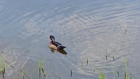 Schöne-Carolina-Ente-Schwimmt-Im-Kleinen-Teich