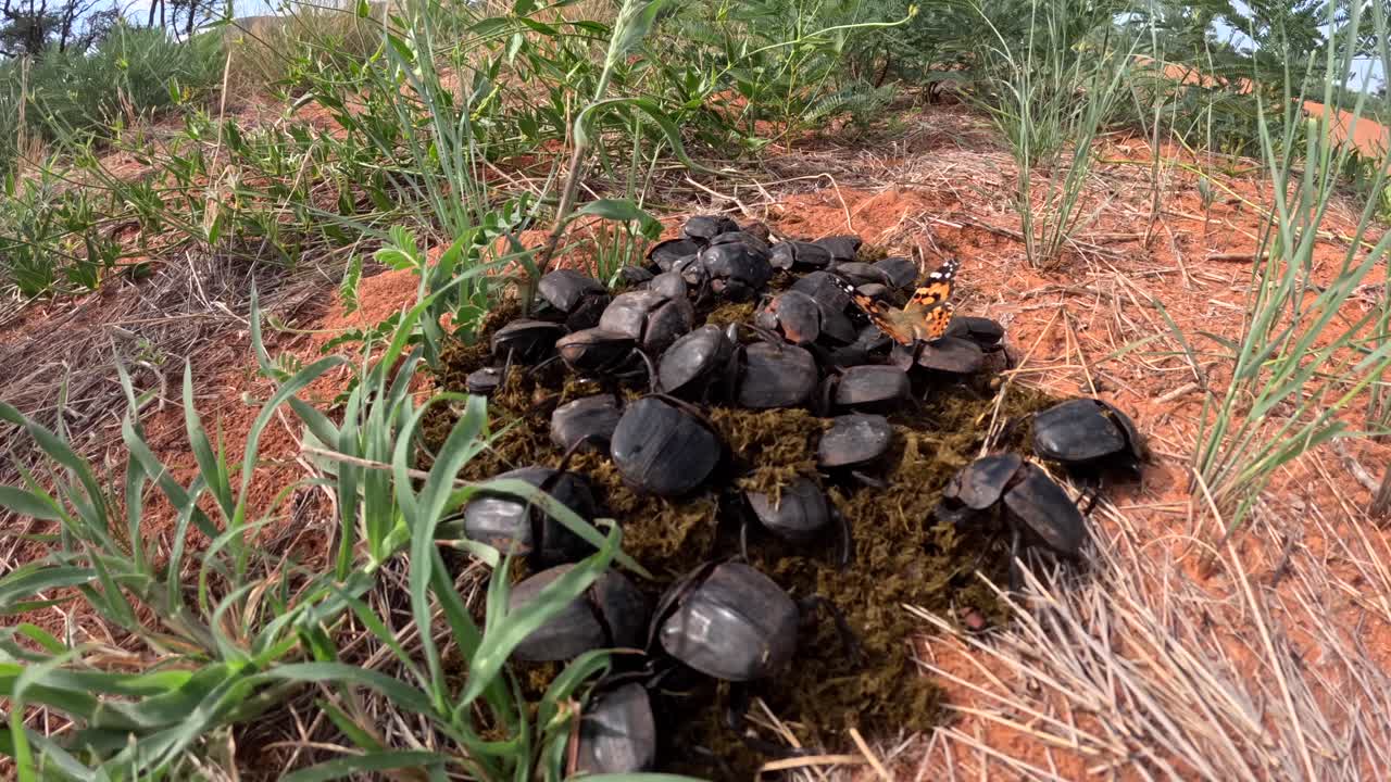 Time-lapse of large dung beetles gathering herbivore dung for nesting and feeding, playing a crucial role in ecosystem nutrient recycling