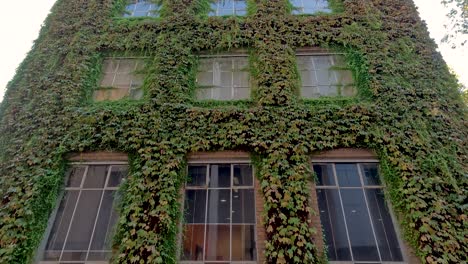 ivy-covered building facade