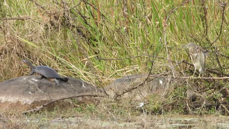 tortuga esperando comida en el área del estanque.