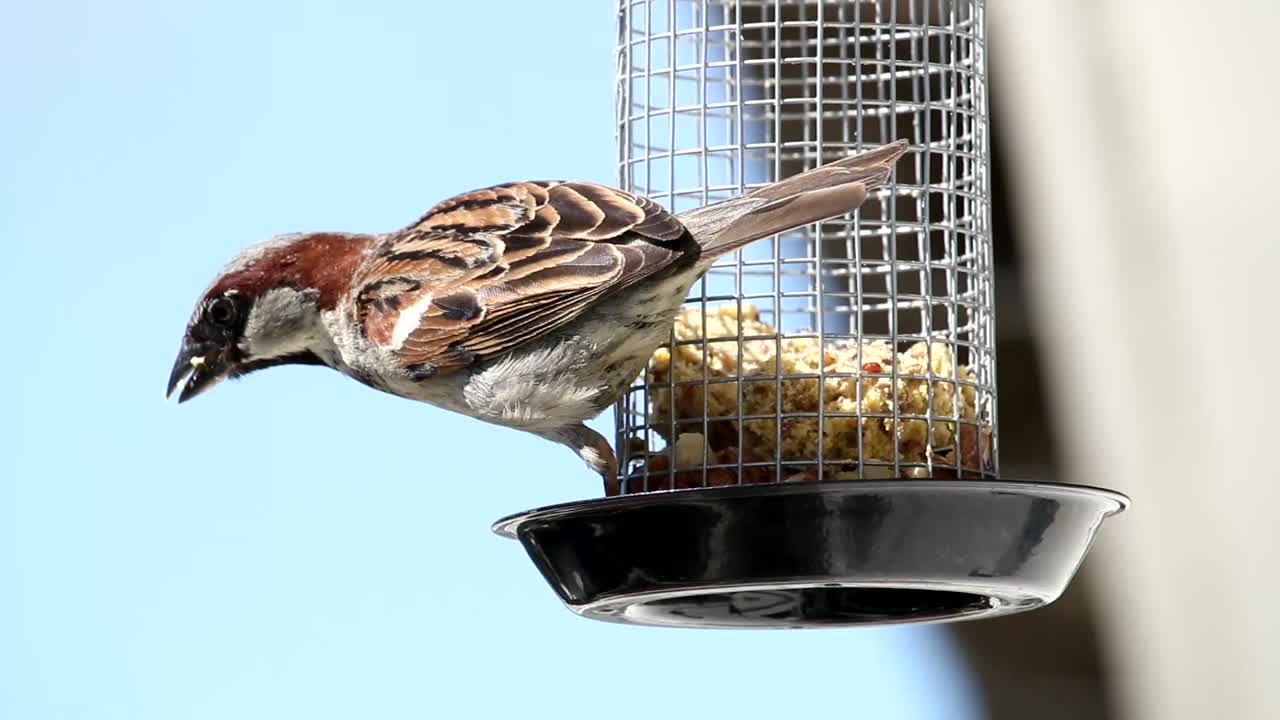 야외에서 먹이를 주는 새장에서 음식을 잡는 집 참새